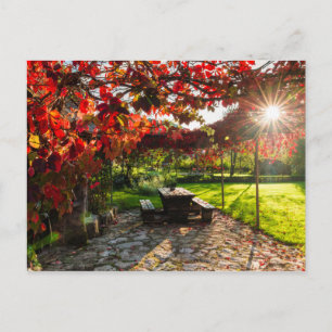 Sonne durch Herbstlaub, Kroatien Postkarte
