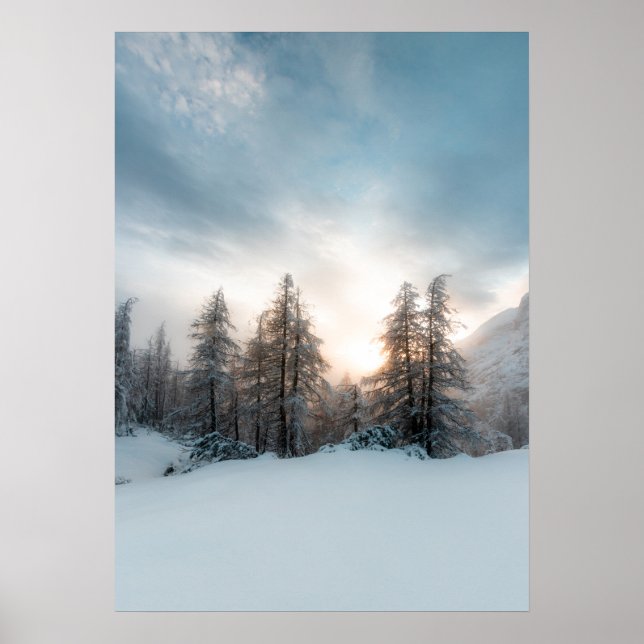 Sonne hinter Fichtenbäumen Poster (Vorne)