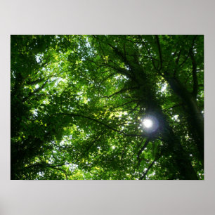 Sonne in den Bäumen Poster
