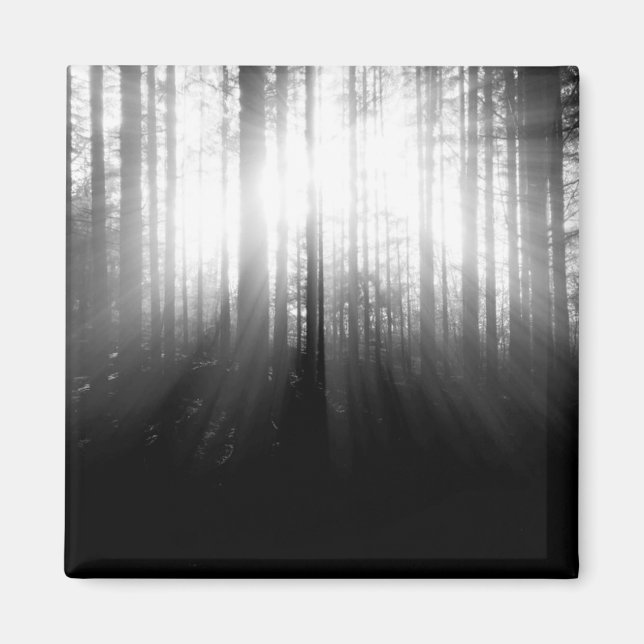 Sonne strahlt durch Bäume im Wald Magnet (Vorne)