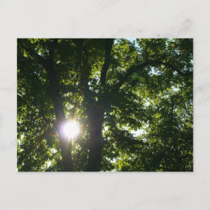 Sonne strahlt durch Bäume Postkarte