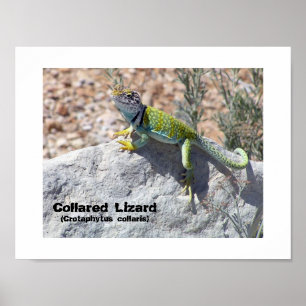 Sonnenanbetende Farbige Halsbandleguan-Foto Poster