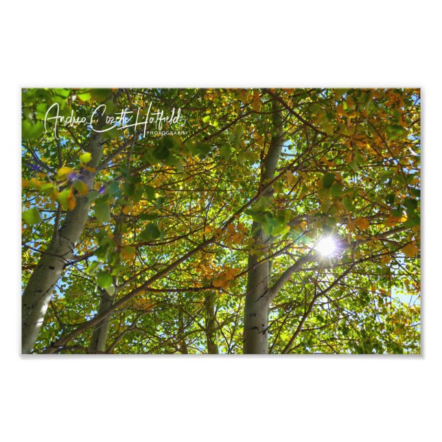 Sonnenaspen Fotodruck (Vorne)
