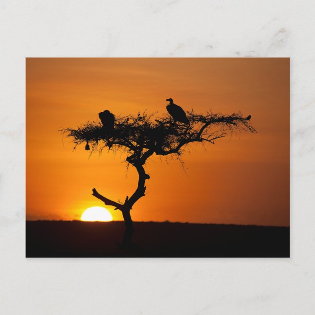Sonnenaufgang am Masai Mara, Kenia Postkarte (Vorderseite)