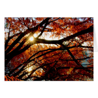 Sonnenaufgang an Cox-Arboretum in Dayton, Ohio