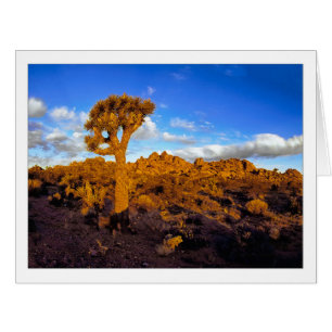 " Sonnenaufgang an der lebenden Wüste "