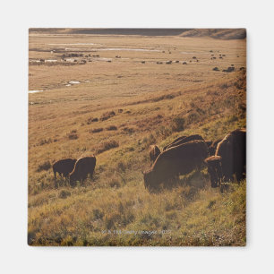 Sonnenaufgang auf Bison Magnet