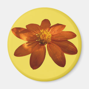 Sonnenaufgang auf der mexikanischen Sonnenblume Or Magnet
