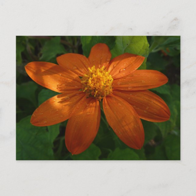 Sonnenaufgang auf der mexikanischen Sonnenblume Or Postkarte (Vorderseite)