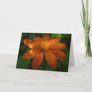 Sonnenaufgang auf orangefarbener Blüte der Mexikan Karte