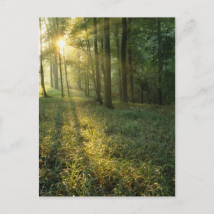 Sonnenaufgang durch Eichen- und Hickorenwald, Mamm Postkarte