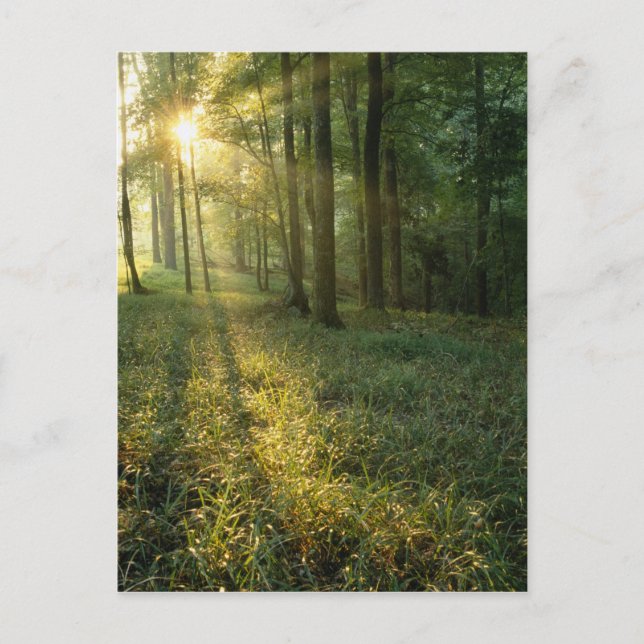 Sonnenaufgang durch Eichen- und Hickorenwald, Mamm Postkarte (Vorderseite)