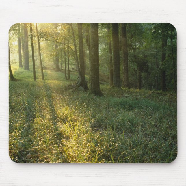 Sonnenaufgang durch Eichen- und Hickory-Wald, Mamm Mousepad (Vorne)