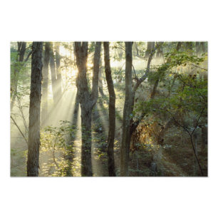 Sonnenaufgang durch Eichen- und Hickorywald, Fotodruck