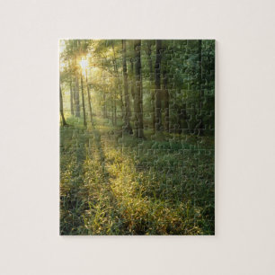 Sonnenaufgang durch Eichen- und Hickorywald, Mammo