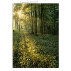 Sonnenaufgang durch Eichen- und Hickorywald, Mammo