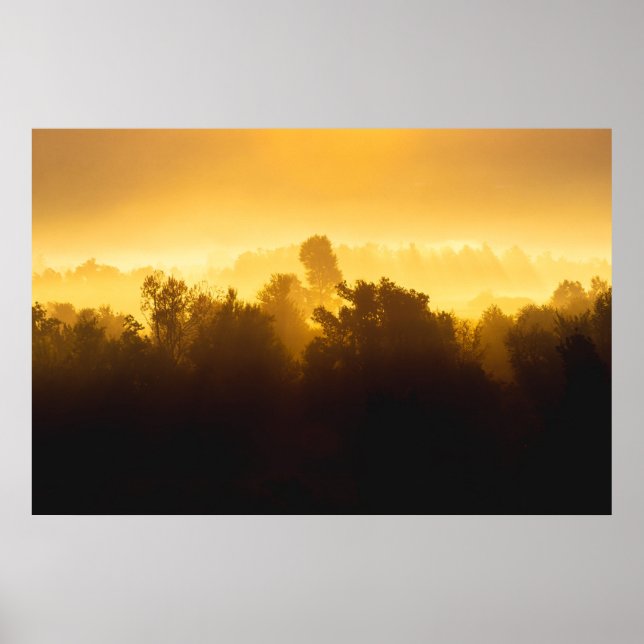 Sonnenaufgang hinter Nebelbäumen Poster (Vorne)