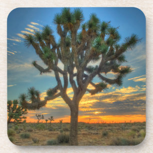 Sonnenaufgang im Joshua-Baum-Nationalpark Getränkeuntersetzer