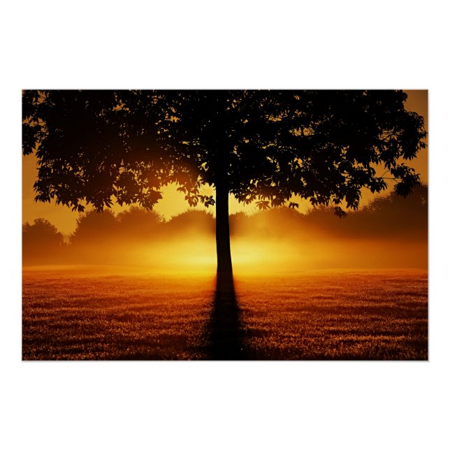 Sonnenaufgang, Silhouette der Bäume, Poster (Vorderseite)