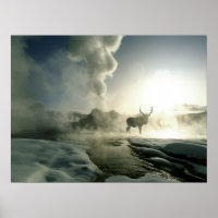Sonnenaufgang Silhouette Elk am Burg Geyser