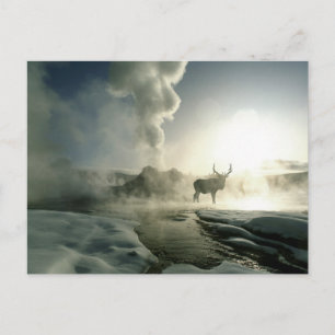Sonnenaufgang Silhouette Elk am Burg Geyser Postkarte