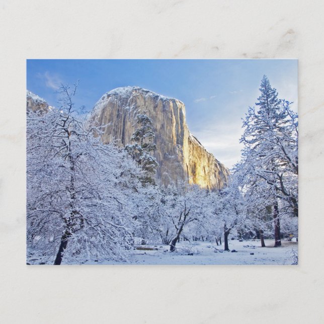Sonnenaufgang trifft El Capitan durch Schnee Postkarte (Vorderseite)
