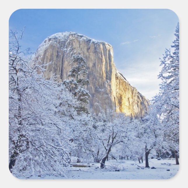 Sonnenaufgang trifft El Capitan durch Schnee Quadratischer Aufkleber (Vorderseite)