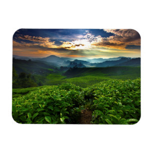 Sonnenaufgang über der Teefarm Magnet