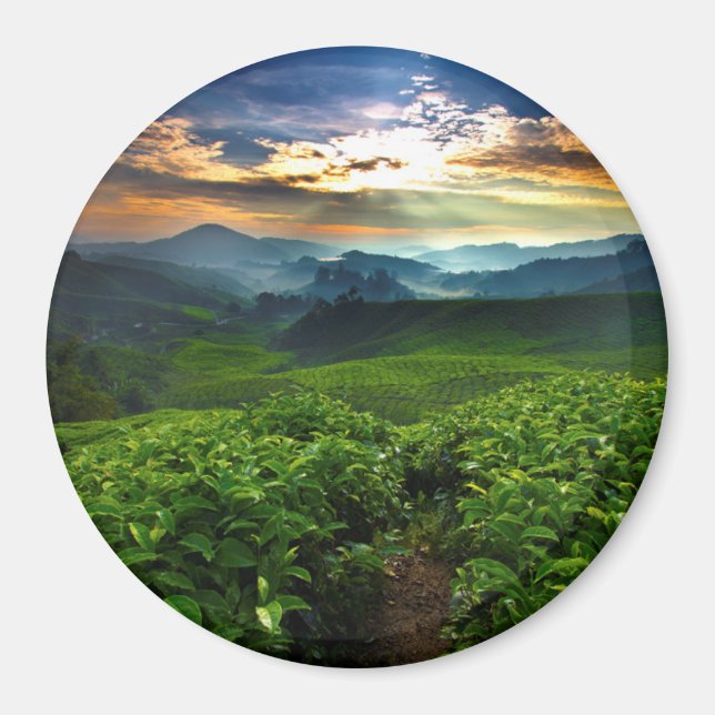 Sonnenaufgang über der Teefarm Magnet (Vorne)