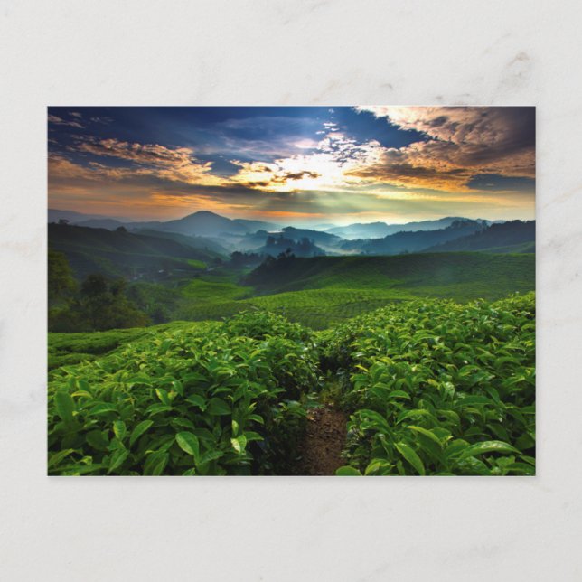 Sonnenaufgang über der Teefarm Postkarte (Vorderseite)