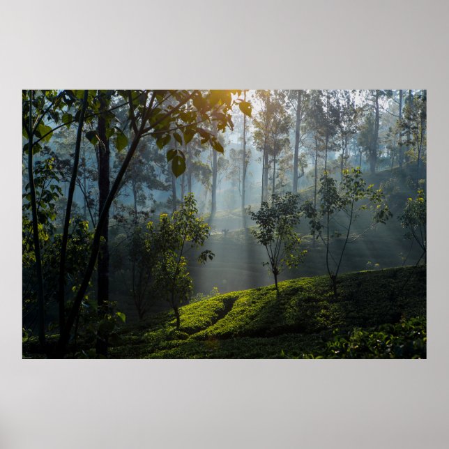 Sonnenaufgang über Maskeliya: Sri Lanka Tea Planta Poster (Vorne)