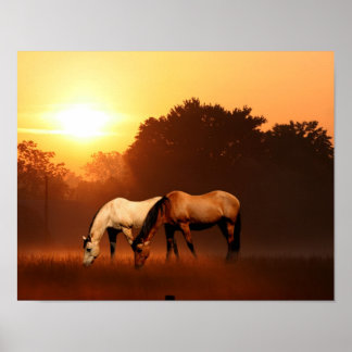 Sonnenaufgangspferde Poster