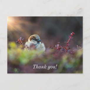 Sonnenbad Fink Danke Postkarte