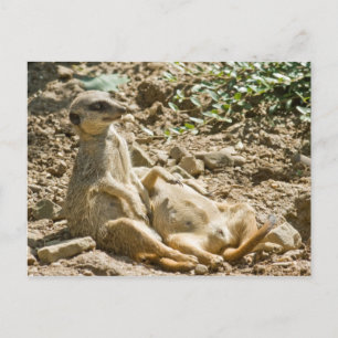 Sonnenbad Meerkats Postkarte
