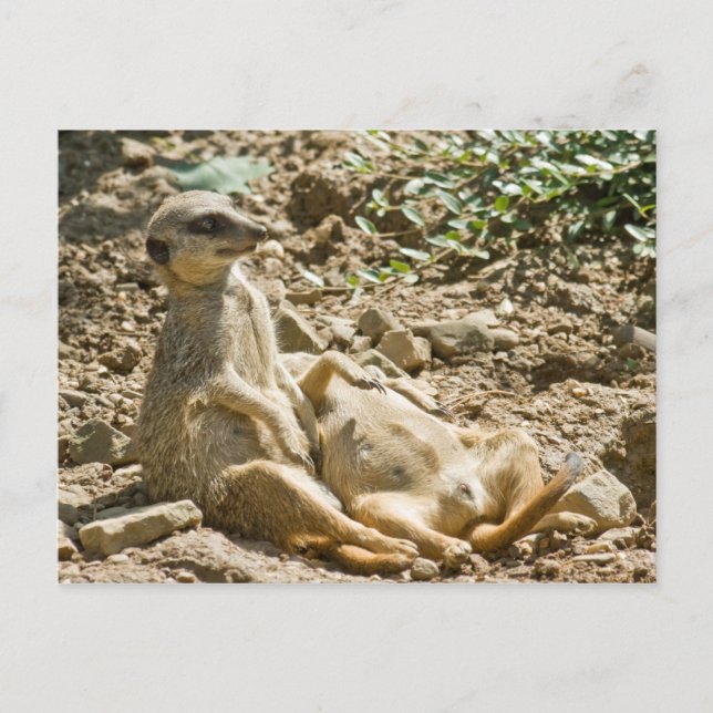 Sonnenbad Meerkats Postkarte (Vorderseite)