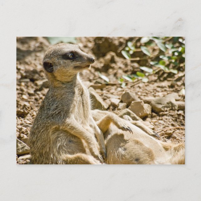 Sonnenbad Meerkats Postkarte (Vorderseite)