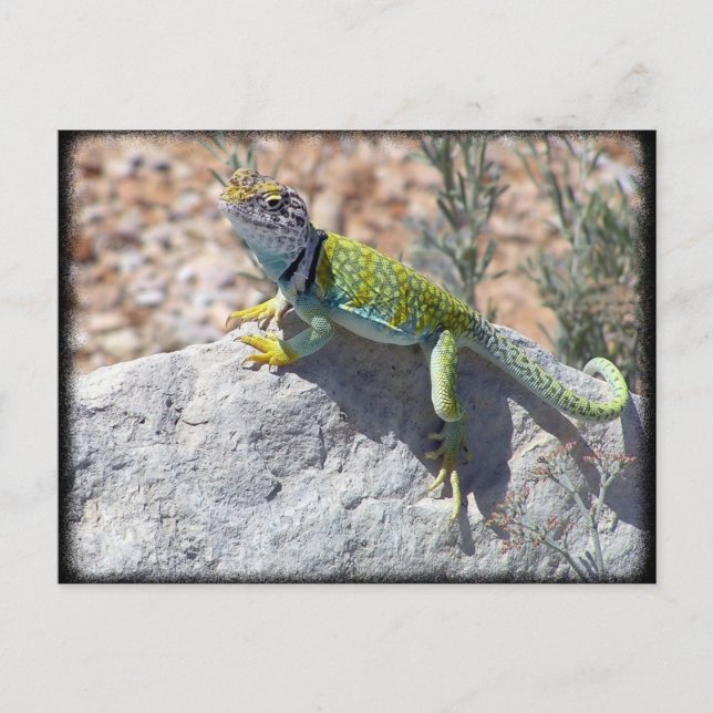 Sonnenbadefarbenechse auf einem Rockfoto Postkarte (Vorderseite)