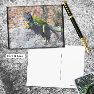Sonnenbadende Halsbandleguan Auf Einem Felsen Foto Postkarte
