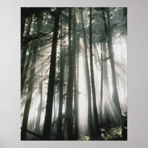 Sonnenbänke, die durch Bäume strömen, Berg Rainier Poster