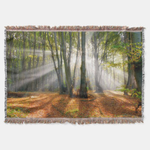 Sonnenbänke im Herbst in einem miessigen Buchenwal Decke
