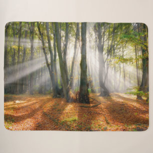Sonnenbänke im Herbst in einem miessigen Buchenwal Sherpadecke