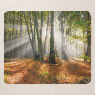 Sonnenbänke im Herbst in einem miessigen Buchenwal Sherpadecke