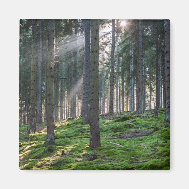 Sonnenbänke im Schwarzwald Magnet (Vorne)