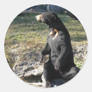 Sonnenbär im Zoo Runder Aufkleber