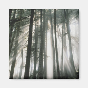 Sonnenbäume, die durch Bäume strömen, Mount Rai Magnet