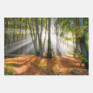 Sonnenbäume im Herbst in einem miessigen Buchenwa Geschenkpapier Set