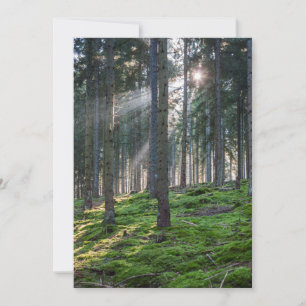 Sonnenbäume im Schwarzwald Dankeskarte