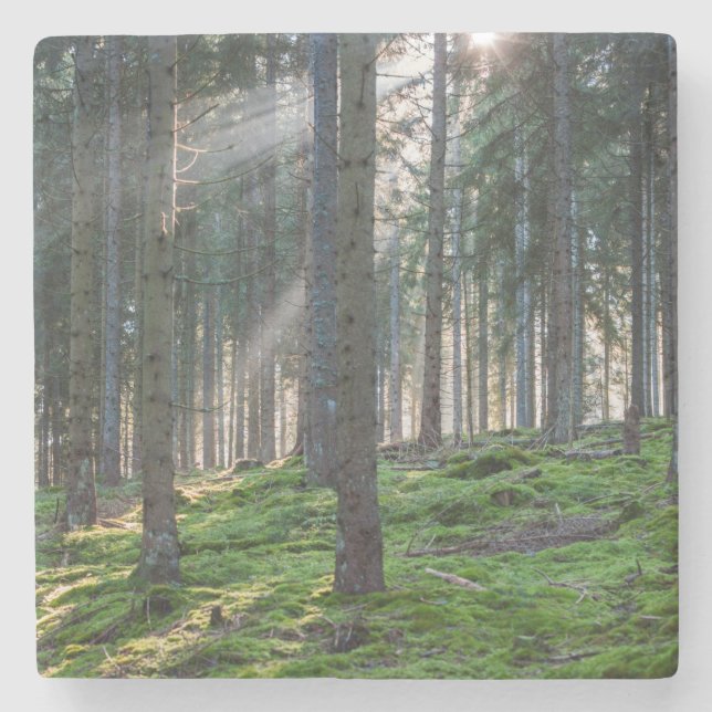 Sonnenbäume im Schwarzwald Steinuntersetzer (Vorderseite)