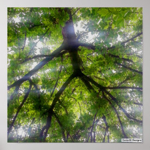 Sonnenbäume (Ohio) - Poster