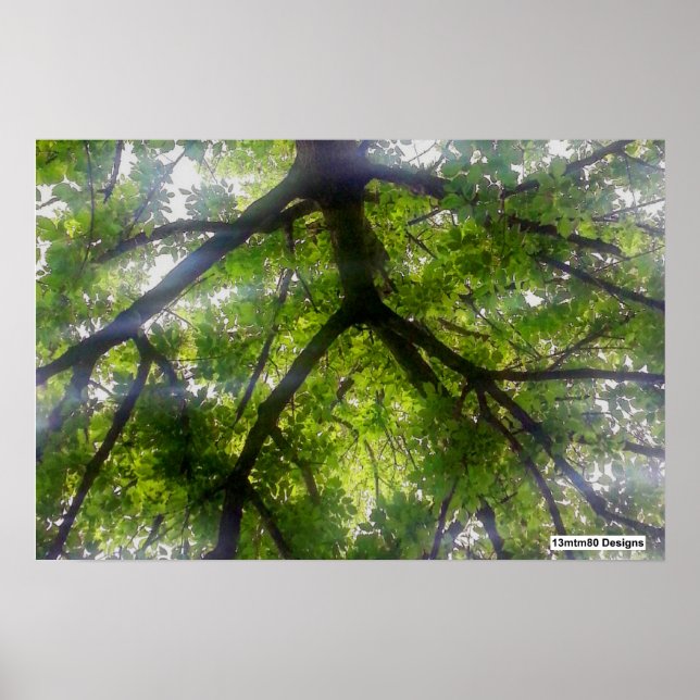 Sonnenbäume (Ohio) - Poster (Vorne)